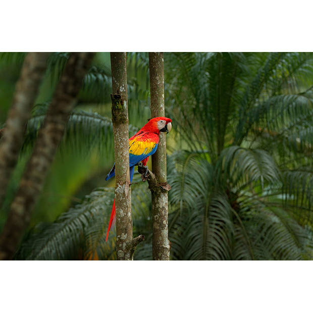 Spatscherm Jungle Parrot - 90x60 cm