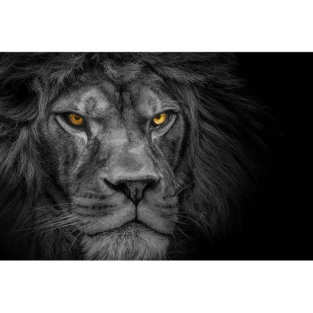 Inductiebeschermer - Dark Lion - 78x52 cm
