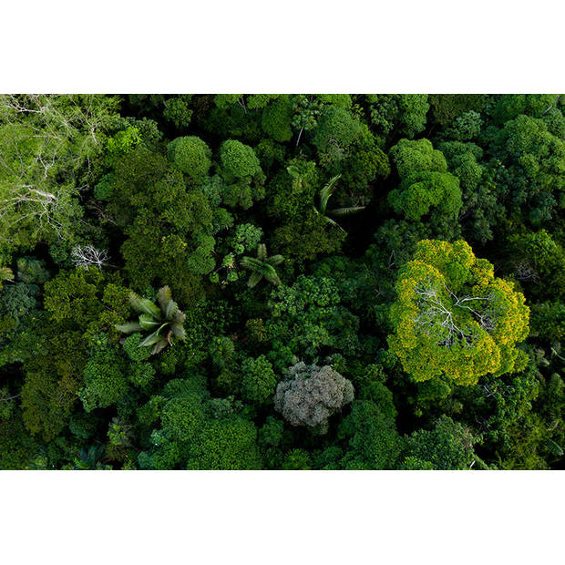 Inductiebeschermer - Amazon Forest - 65x52 cm