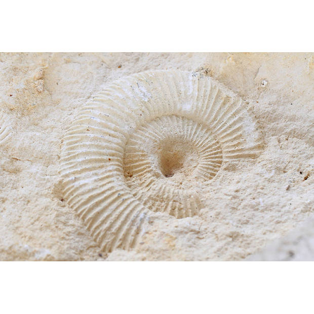Inductiebeschermer - Ammonites Fossil - 65x55 cm
