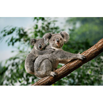 Inductiebeschermer - Twee Koala's - 81x52 cm