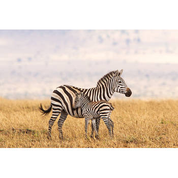 Inductiebeschermer - Zebra in een grasveld - 80.2x52.2 cm