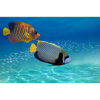 Spatscherm Tropische Vissen - 120x60 cm
