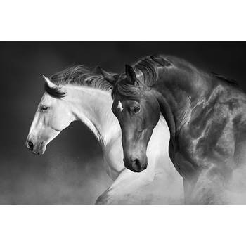 Inductiebeschermer - Twee Paarden - 60x52 cm