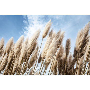 Inductiebeschermer - Pampas in de Wind - 85x52 cm