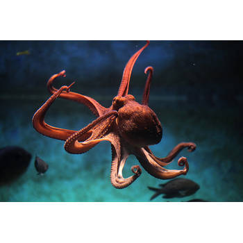 Inductiebeschermer - Octopus - 81.2x52 cm