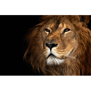 Spatscherm Lion close up - 80x60 cm