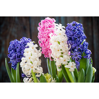 Inductiebeschermer - Hyacinth - 57.6x51.6 cm