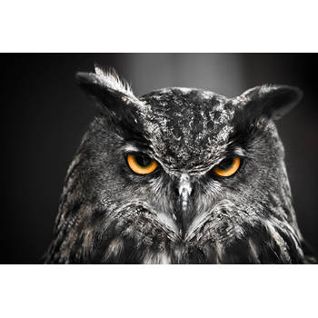 Inductiebeschermer - Eagle Owl - 65x55 cm