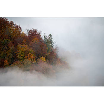 Inductiebeschermer - Foggy Trees - 58.3x51.3 cm