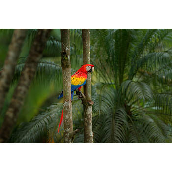 Inductiebeschermer - Jungle Parrot - 58x52 cm