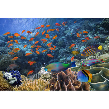 Inductiebeschermer - Colorful Fish - 75x55 cm