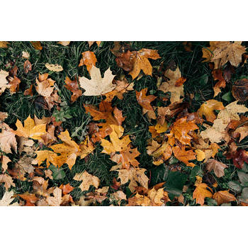 Inductiebeschermer - Autumn Leaves - 76x51.5 cm
