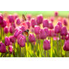 Inductiebeschermer - Tulpen met vlinders - 60x52 cm