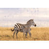 Inductiebeschermer - Zebra in een grasveld - 76x51.5 cm