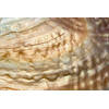 Inductiebeschermer - Pearl Shell Gold - 85x52 cm