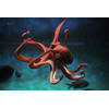 Inductiebeschermer - Octopus - 81.2x52 cm
