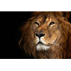 Spatscherm Lion close up - 90x60 cm