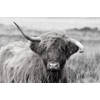 Inductiebeschermer - Highland Cow - 80x52 cm