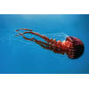 Inductiebeschermer - Jellyfish - 65x55 cm