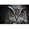Inductiebeschermer - Eagle Owl - 83x51.5 cm
