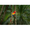 Spatscherm Jungle Parrot - 80x55 cm