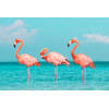Inductiebeschermer - Drie Flamingo's - 60x60 cm