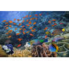 Inductiebeschermer - Colorful Fish - 75x55 cm