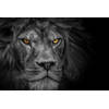 Inductiebeschermer - Dark Lion - 65x55 cm