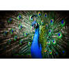 Spatscherm Blauwe Pauw - 100x50 cm