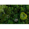 Inductiebeschermer - Amazon Forest - 60x52 cm