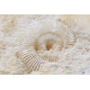 Inductiebeschermer - Ammonites Fossil - 70x52 cm