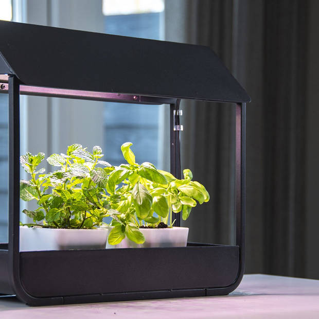 Planten groei lamp kweekkas zwart - Mini kweekkas - led groeilamp - auto-timer - modern