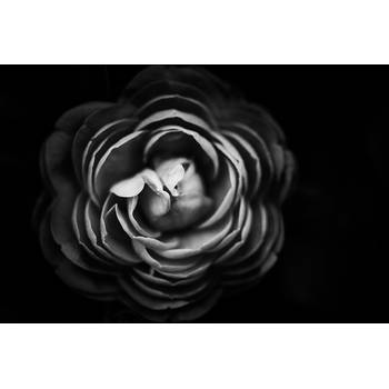 Inductiebeschermer - Black Flower - 91.6x52.7 cm