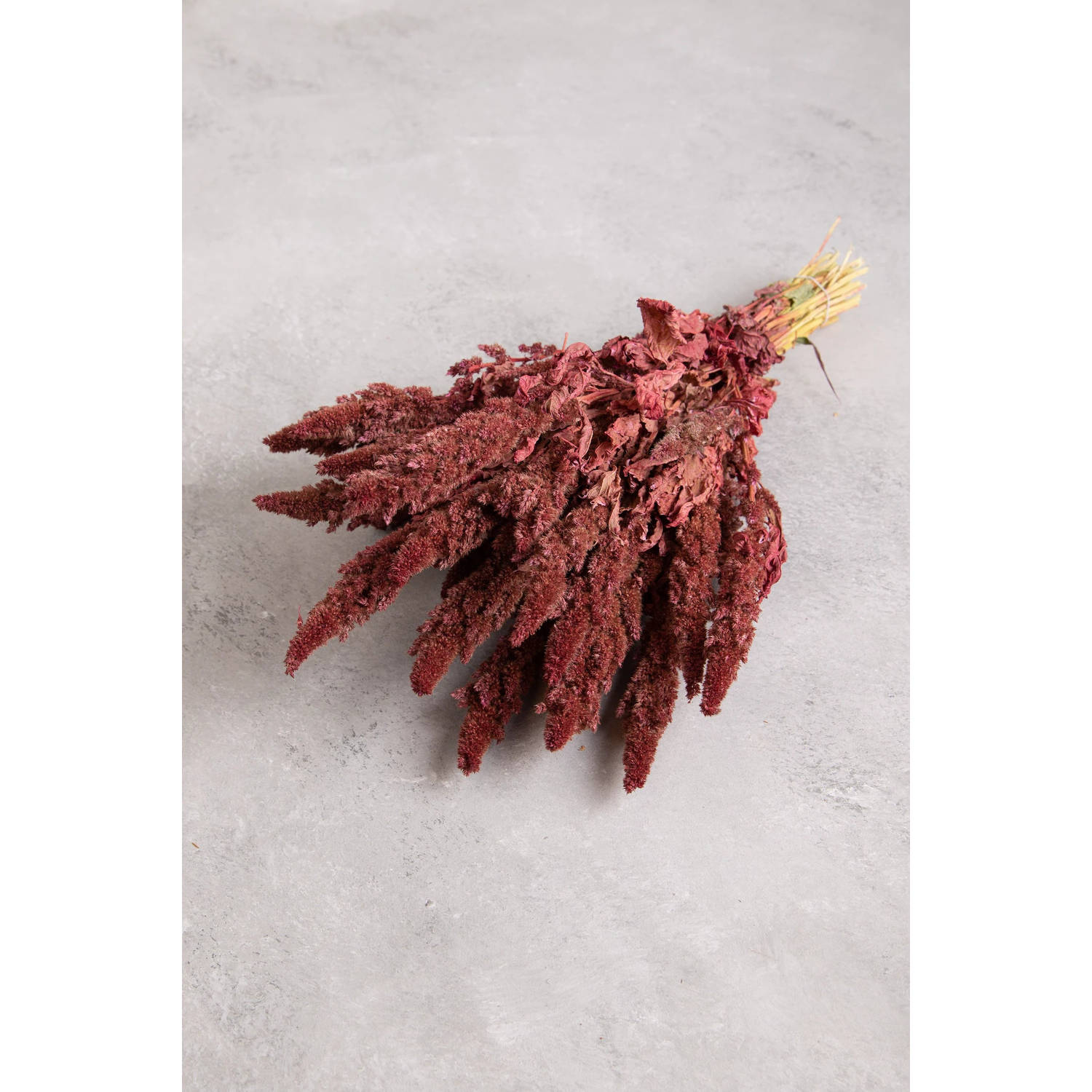 Couronne - Bundeltje gedroogde bloemen 'Amaranthus' - Old Pink