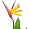 The Living Store Strelitzia Reginae Kunstplant - 66 cm - Groen - Rood - Geel