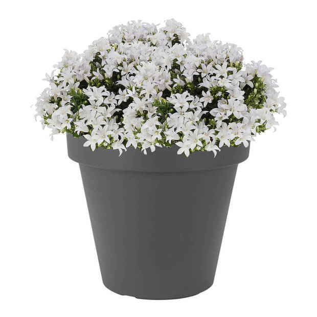 Prosperplast Bloempot - D20 x H18 cm - antraciet grijs - kunststof - Plantenpotten