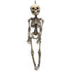 Horror/Halloween skelet/geraamte - hangend - 30 cm - hangdecoratie - Halloween poppen