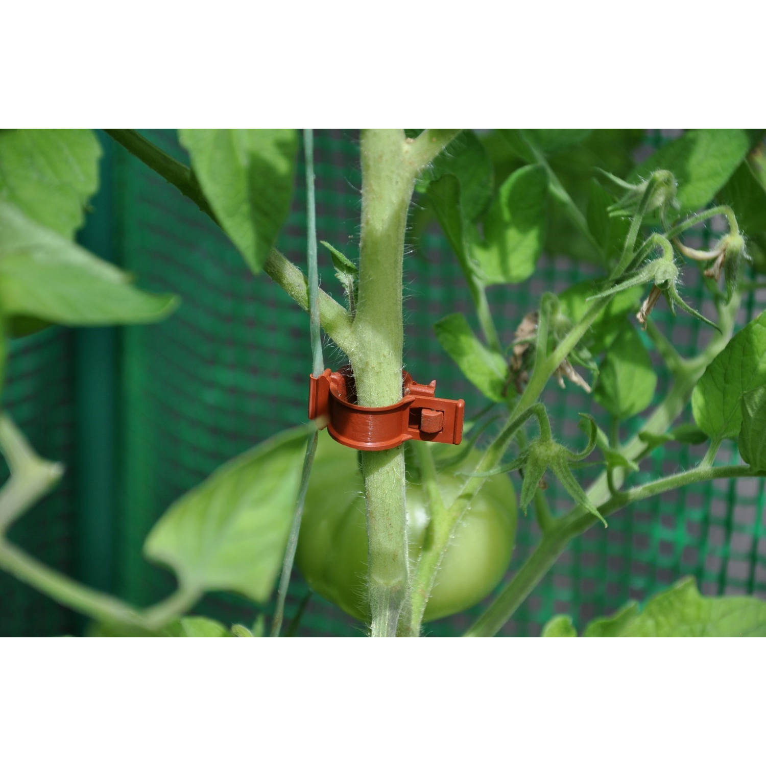 Royal Well - 6 stuks! Tomato Clips / Clips a tomates 20 X