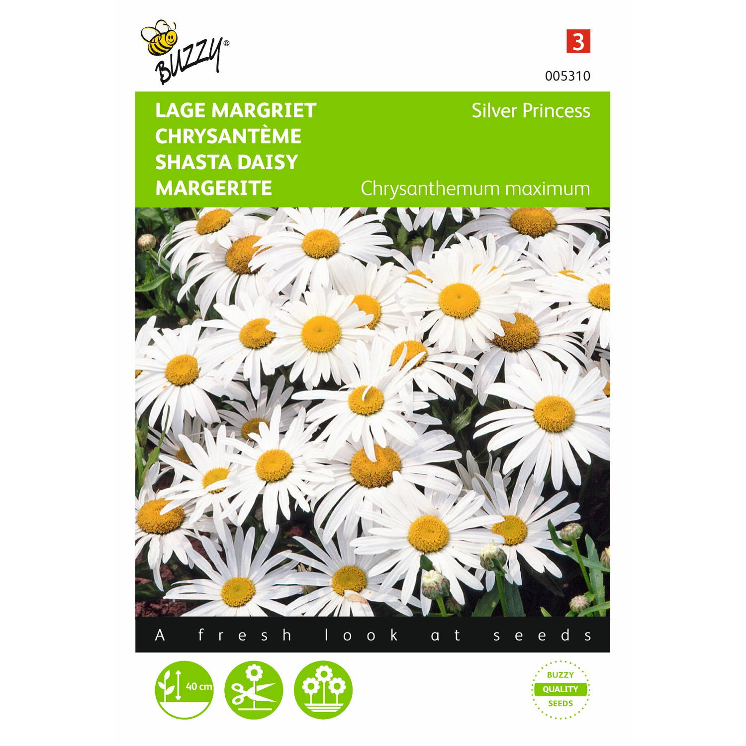 2 stuks Chrysanthemum, Lage Margriet Silver Princess