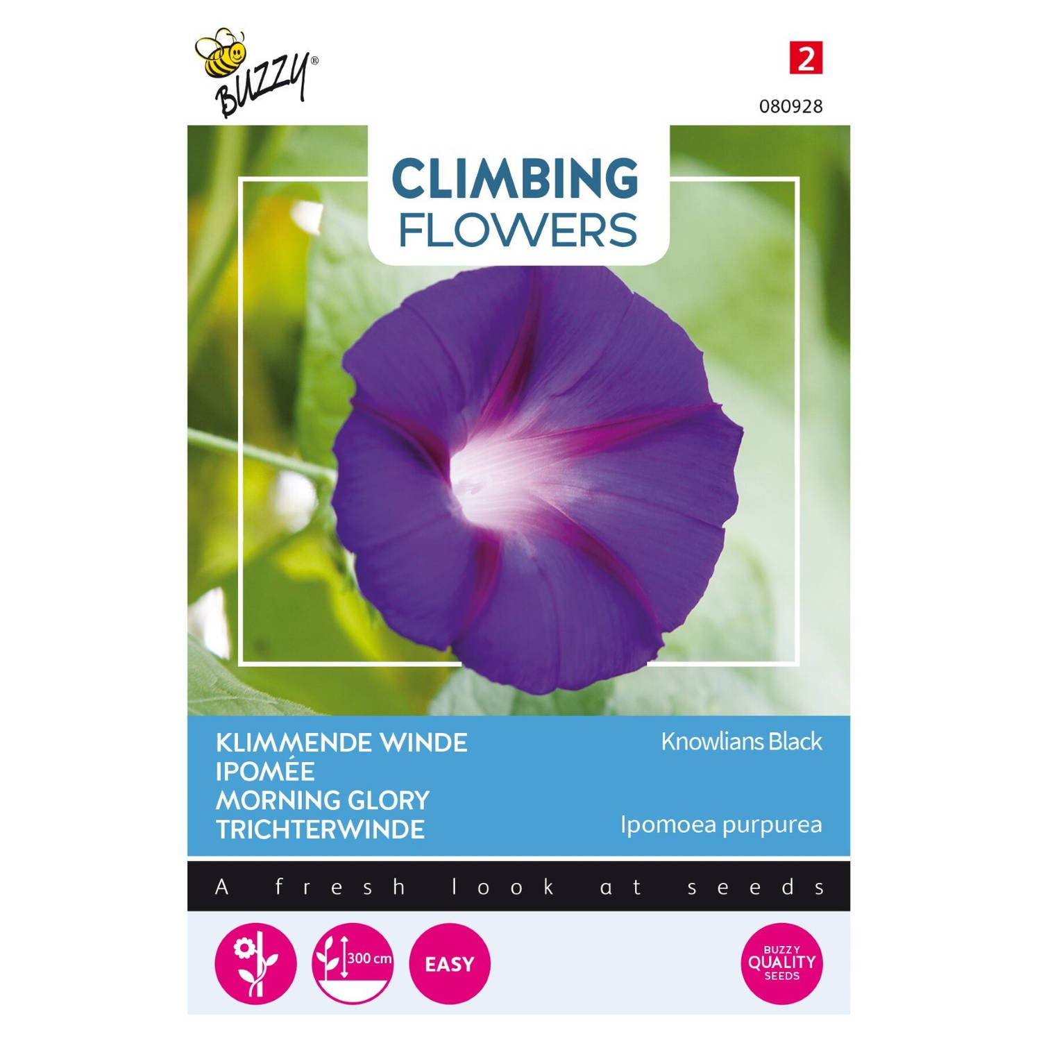 3 stuks Flowering climbers ipomoea knowlians black