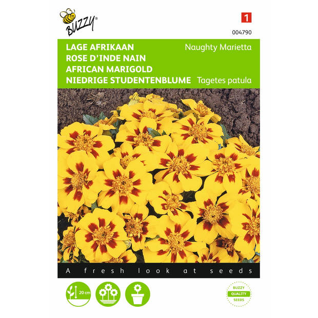 2 stuks Tagetes patula nana Naughty Marietta