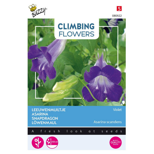 3 stuks Flowering climbers asarina blue