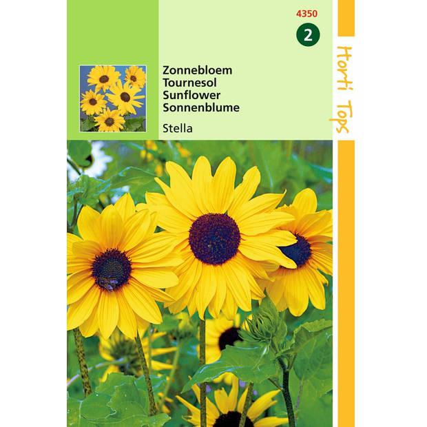 2 stuks Helianthus Debilis Geel Stella