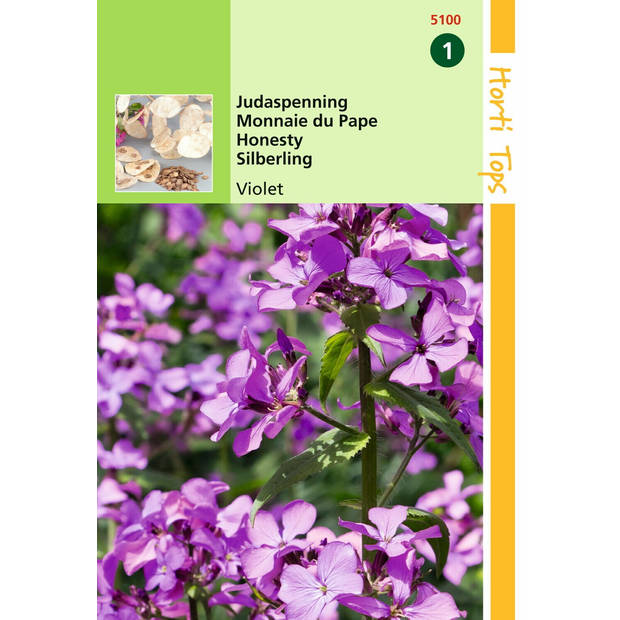 Hortitops - 2 stuks Lunaria Annua Biennis Violet Judaspenning