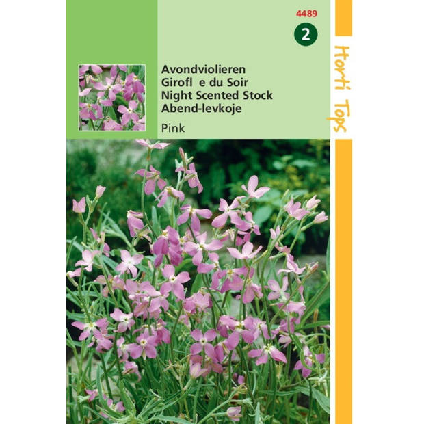 5 stuks HT Matthiola, Avondviolier roze