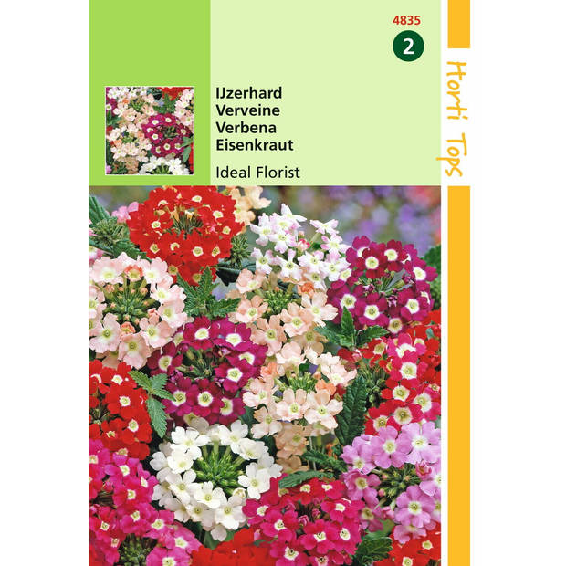 Hortitops - 2 stuks HT Verbena, Ijzerhard Ideal Florist gemengd