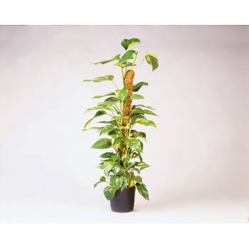 Nature - Kokosplantstok H60cm dia. 38mm