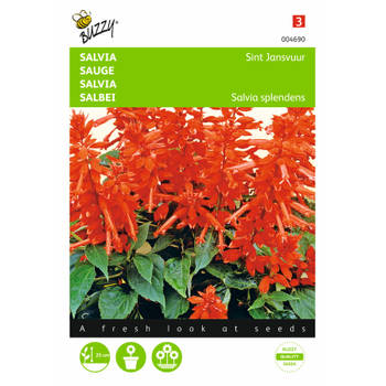 2 stuks Salvia splendens St. Jansvuur