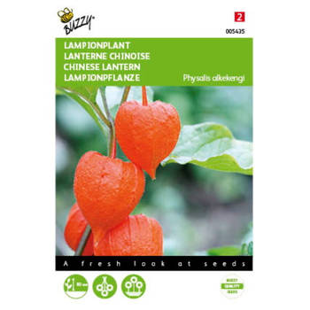 2 stuks Physalis franchetti gigantea Lampionplant